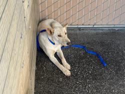 Found/Stray Female Dog last seen Lynwood Dr & N Pepper St, San Bernardino, CA 92346