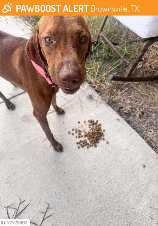 Found/Stray Female Dog last seen Near Mano drive , Brownsville, TX 78520