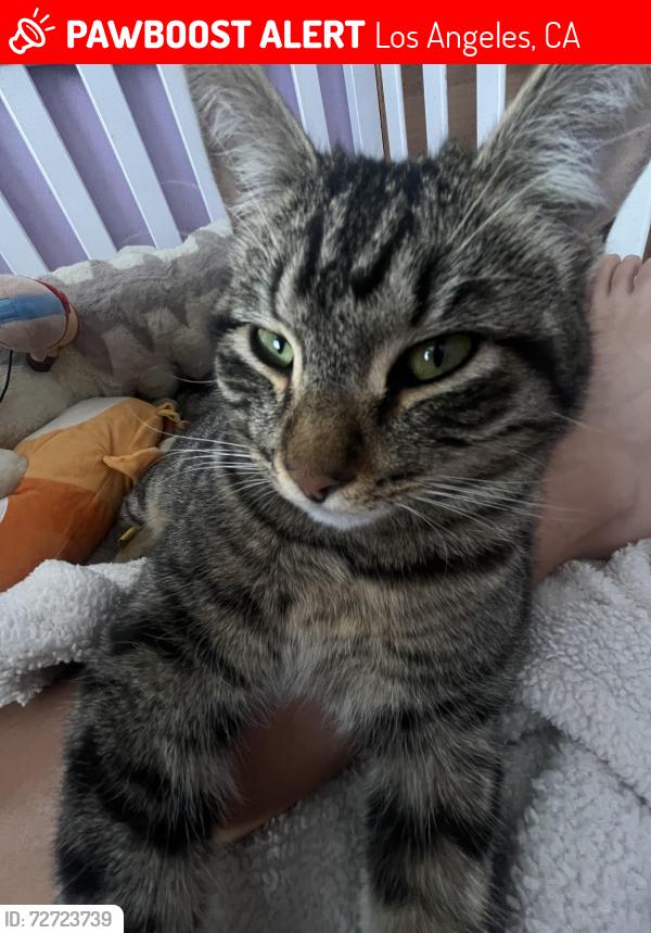 Lost Male Cat last seen victory blvd & friar st , Los Angeles, CA 91401