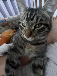 Lost Male Cat last seen victory blvd & friar st , Los Angeles, CA 91401