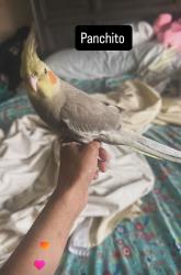 Lost Male Bird last seen Near e El segundo blv apt 7 , Compton, CA 90222