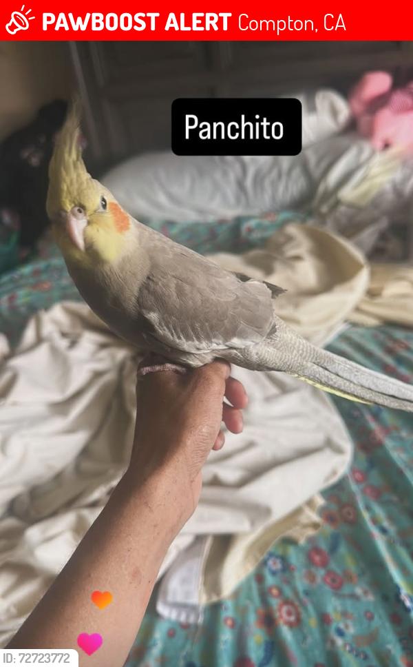 Lost Male Bird last seen Near e El segundo blv apt 7 , Compton, CA 90222