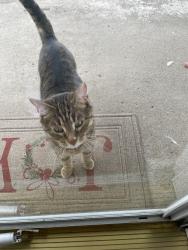 Found/Stray Unknown Cat last seen Greentree road and Lindsay By Scott Library , Scott Township, PA 15243