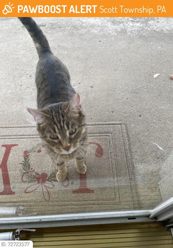 Found/Stray Unknown Cat last seen Greentree road and Lindsay By Scott Library , Scott Township, PA 15243