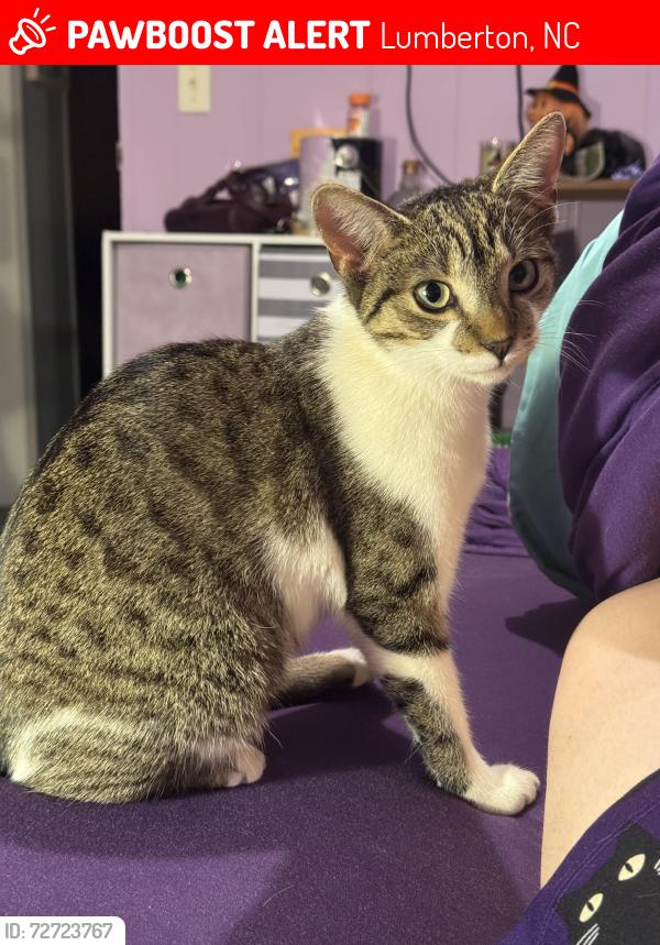 Lost Female Cat last seen Smith Mill Rd, HWY 41 N, Lumberton, NC 28358
