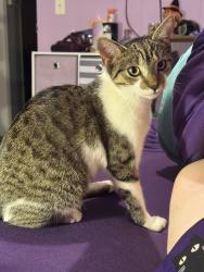 Lost Female Cat last seen Smith Mill Rd, HWY 41 N, Lumberton, NC 28358