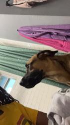Lost Male Dog last seen S 25th st, Waco, TX 76708