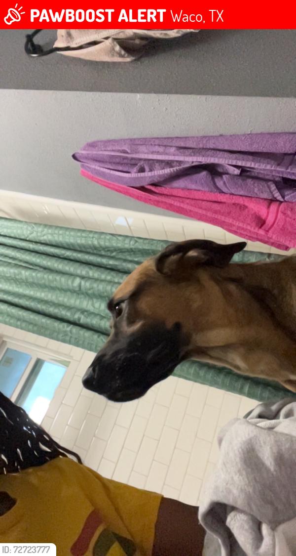 Lost Male Dog last seen S 25th st, Waco, TX 76708