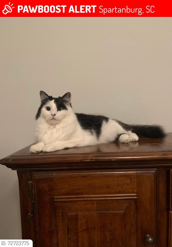 Lost Female Cat last seen College Drive, Spartanburg, SC 29303