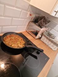 Lost Female Cat last seen Ng69af , Nottingham, England NG6 9AF