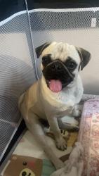 Found/Stray Female Dog last seen rudolph street, San Antonio, TX 78202