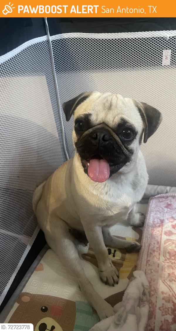 Found/Stray Female Dog last seen rudolph street, San Antonio, TX 78202