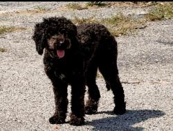 Found/Stray Male Dog last seen Noble St, Fort Worth, TX 76111