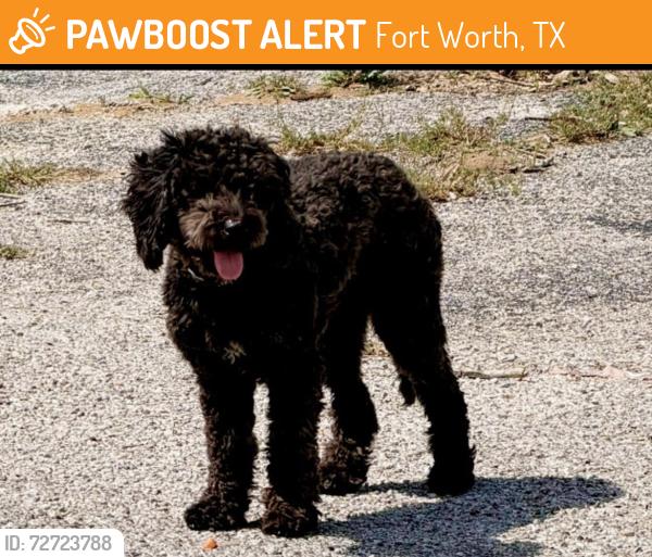 Found/Stray Male Dog last seen Noble St, Fort Worth, TX 76111