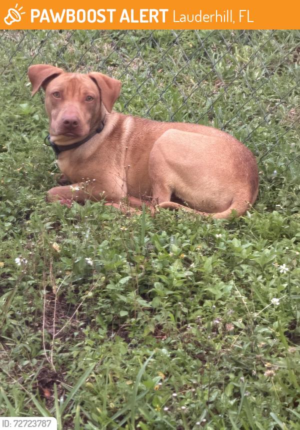 Found/Stray Male Dog last seen John Mullins Aquatic center, Lauderhill, FL 33313