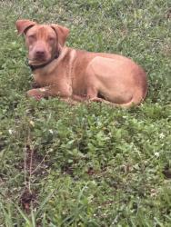 Found/Stray Male Dog last seen John Mullins Aquatic center, Lauderhill, FL 33313
