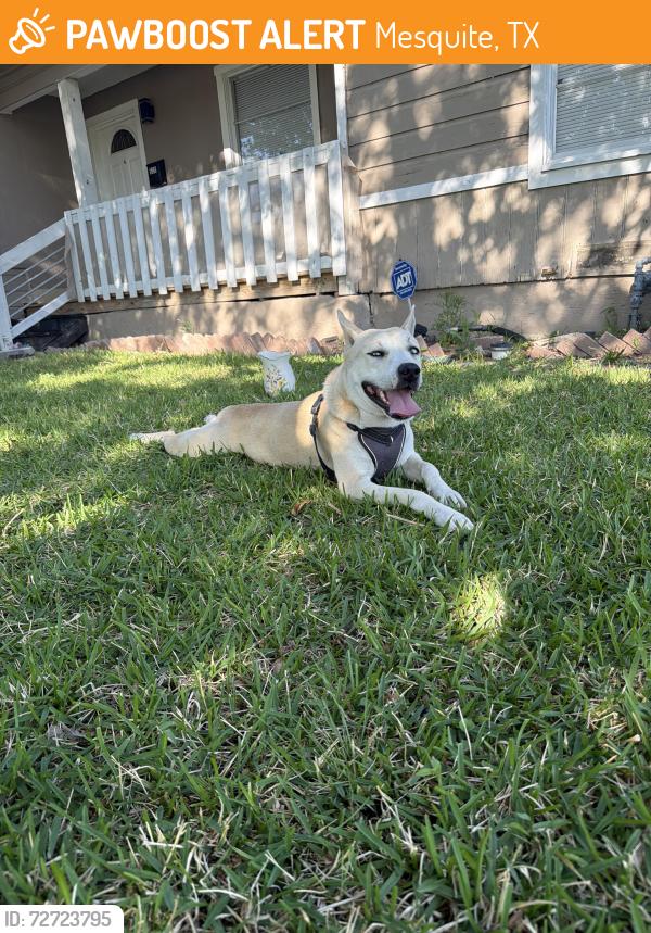 Found/Stray Female Dog last seen Newson and Paddy st, Mesquite, TX 75149