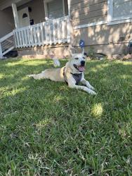 Found/Stray Female Dog last seen Newson and Paddy st, Mesquite, TX 75149