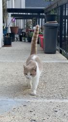 Found/Stray Male Cat last seen Hillock Dr and North Hills Dr, Raleigh, NC 27612
