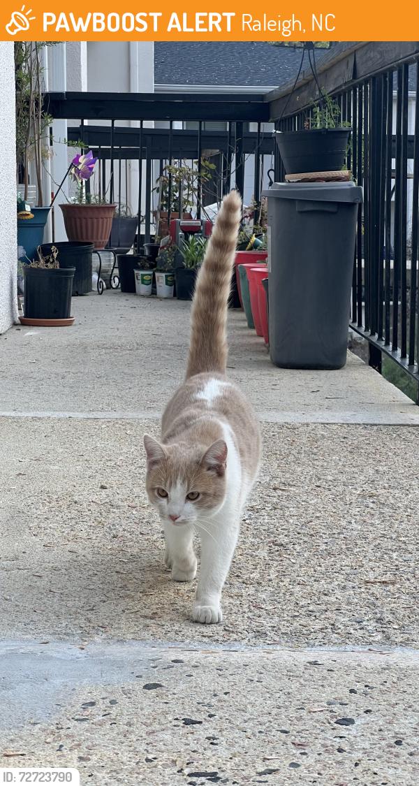 Found/Stray Male Cat last seen Hillock Dr and North Hills Dr, Raleigh, NC 27612