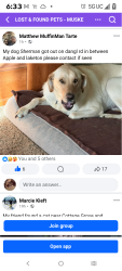 Lost Male Dog last seen Dangle rd between Apple and Laketon, Muskegon, MI 49442