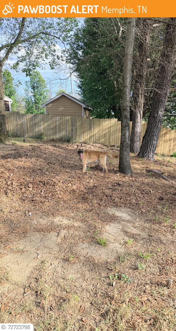 Found/Stray Male Dog last seen Walnut Creek and Walnut Bend Rd, Memphis, TN 38018