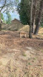 Found/Stray Male Dog last seen Walnut Creek and Walnut Bend Rd, Memphis, TN 38018