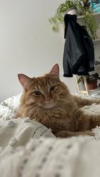 Lost Male Cat last seen rue North and rue Broad, near Eardly Elementary, Gatineau, QC 
