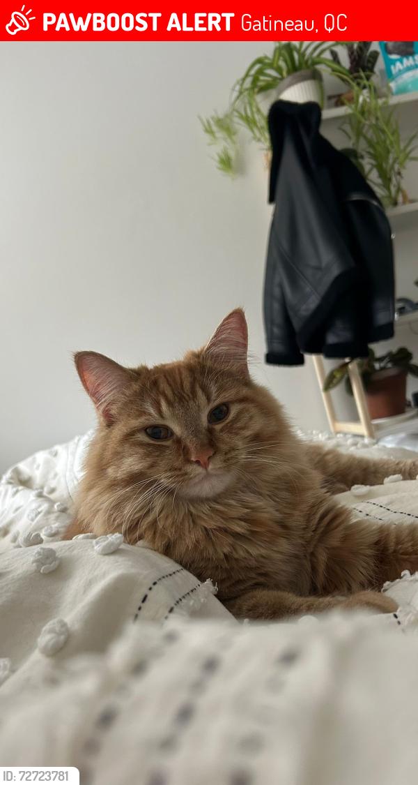 Lost Male Cat last seen rue North and rue Broad, near Eardly Elementary, Gatineau, QC 
