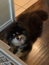 Found/Stray Male Dog last seen Texas roadhouse, Temple, TX 76504
