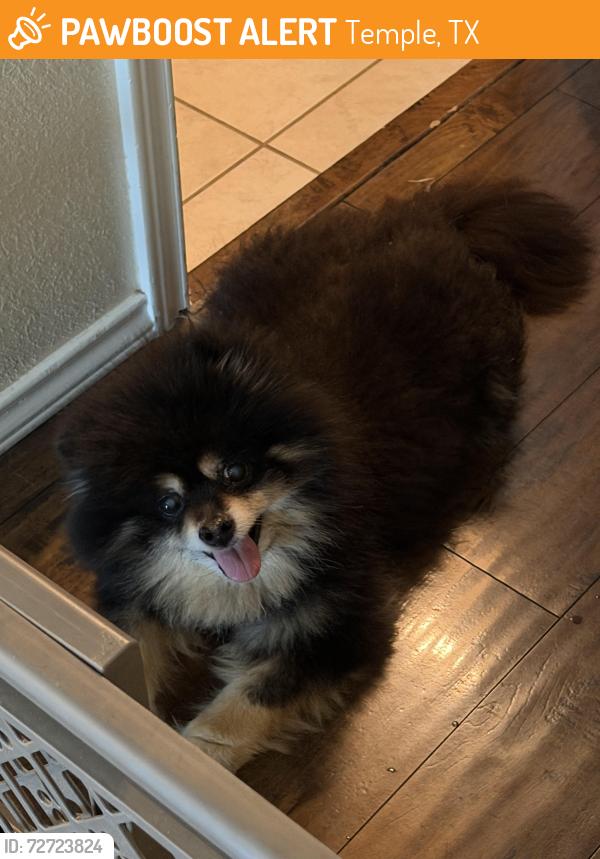 Found/Stray Male Dog last seen Texas roadhouse, Temple, TX 76504