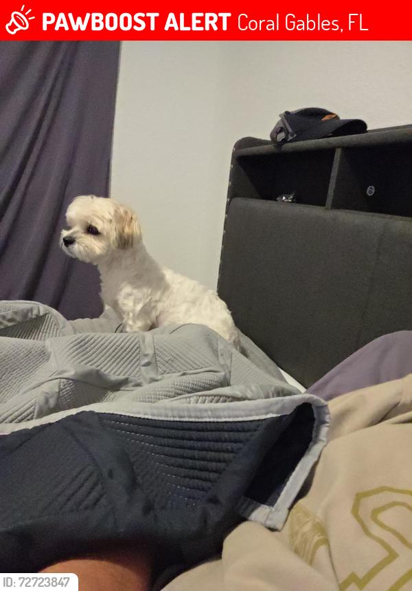 Lost Female Dog last seen Near s lejune road , Coral Gables, FL 33134