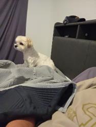 Lost Female Dog last seen Near s lejune road , Coral Gables, FL 33134