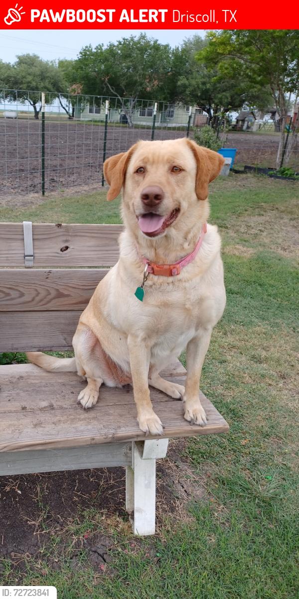 Lost Female Dog last seen Bishop TX outskirts CR 12 and US highway 77, Driscoll, TX 78351