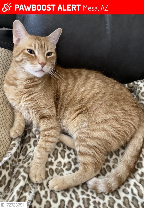 Lost Male Cat last seen S ellsworth and Ray Rd, Mesa, AZ 85212