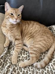 Lost Male Cat last seen S ellsworth and Ray Rd, Mesa, AZ 85212