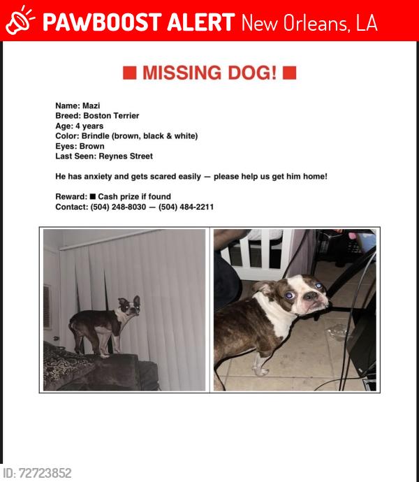 Lost Male Dog last seen Dreux ave, New Orleans, LA 70126