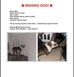 Lost Male Dog last seen Dreux ave, New Orleans, LA 70126
