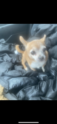 Lost Male Dog last seen Plumber way, North Highlands, CA 95660