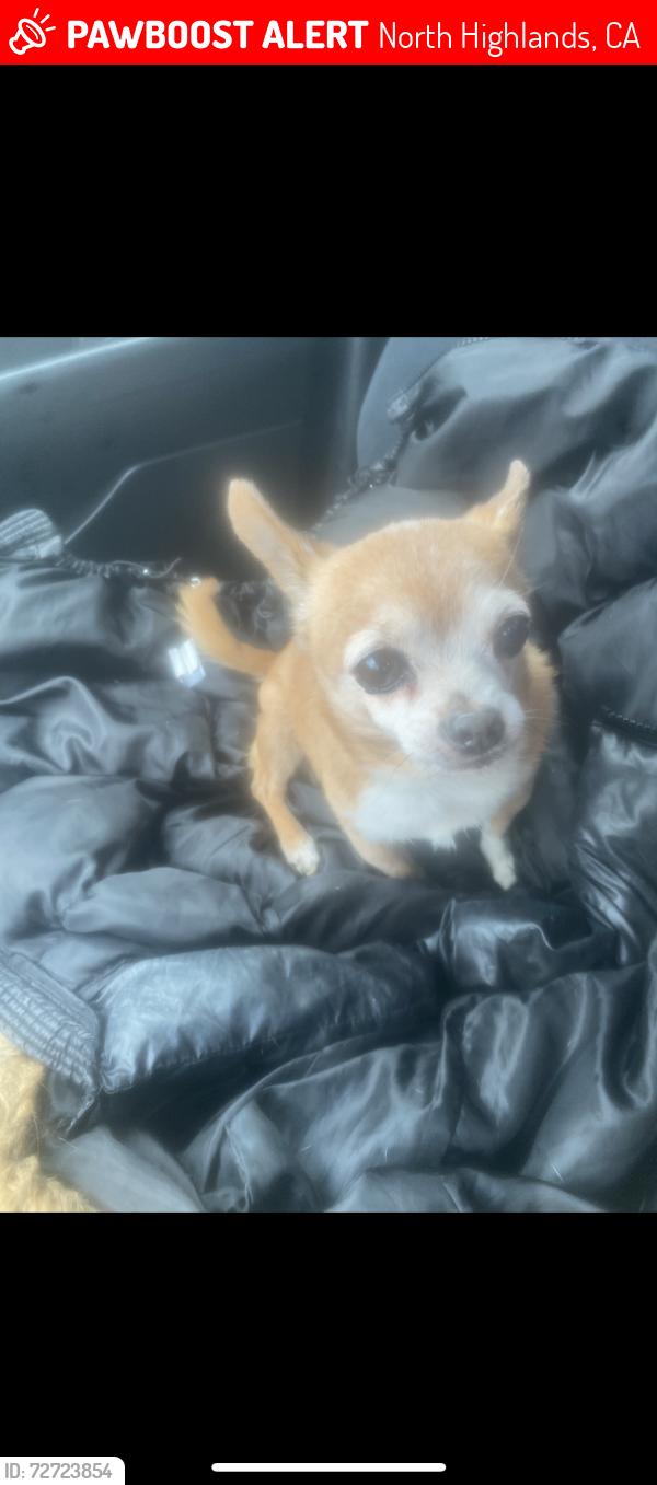 Lost Male Dog last seen Plumber way, North Highlands, CA 95660