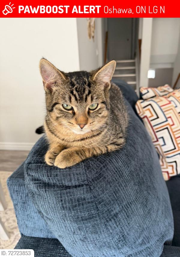 Lost Male Cat last seen Near Sarcee street, Oshawa, ON L1G 4N2