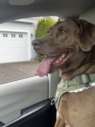 Found/Stray Unknown Dog last seen Springville Rd and Kaiser Rd, Portland, OR 97229