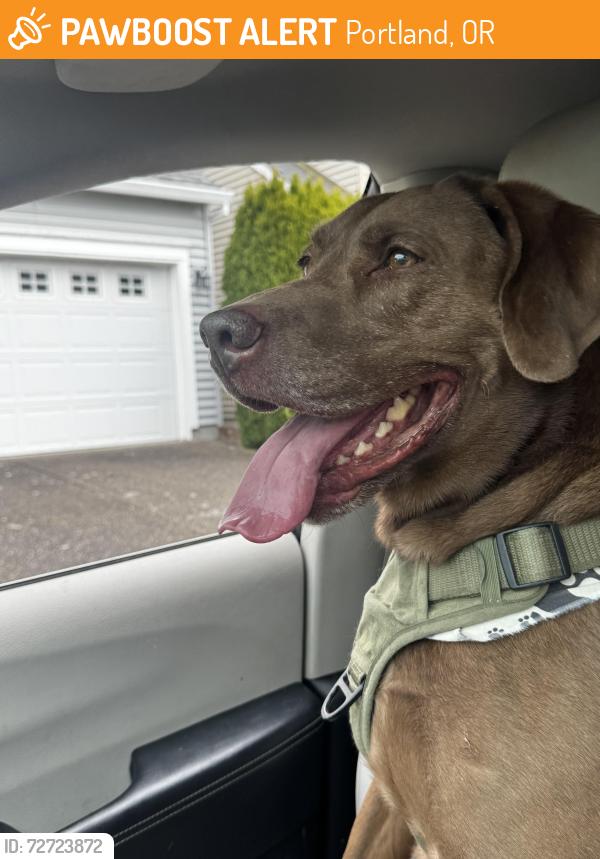 Found/Stray Unknown Dog last seen Springville Rd and Kaiser Rd, Portland, OR 97229