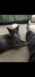 Lost Male Cat last seen Ann & Tropical , Las Vegas, NV 89130