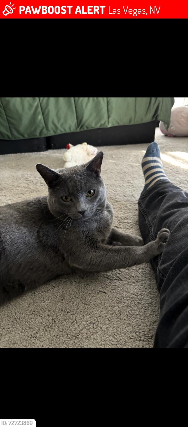 Lost Male Cat last seen Ann & Tropical , Las Vegas, NV 89130