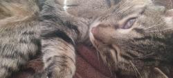 Lost Male Cat last seen Casa 686 cor beje, Vila Planaltina, RS 99066