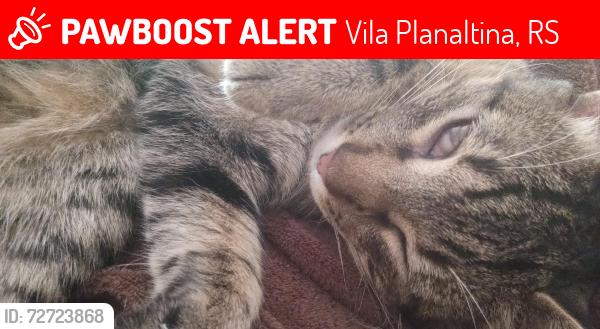 Lost Male Cat last seen Casa 686 cor beje, Vila Planaltina, RS 99066