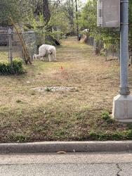 Found/Stray Unknown Dog last seen Heading North towards SW 48th, Oklahoma City, OK 73119