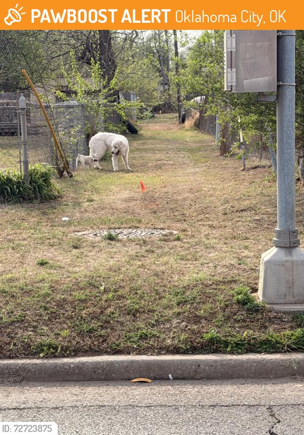 Found/Stray Unknown Dog last seen Heading North towards SW 48th, Oklahoma City, OK 73119