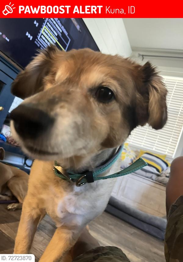 Lost Female Dog last seen Kuna Idaho high school , Kuna, ID 83634